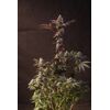 Lemon Cherry Runtz, Фасовка: 1, изображение 4